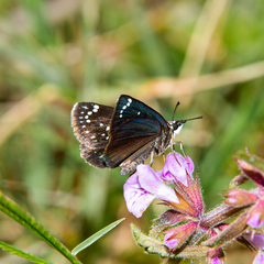 Pholisora catullus