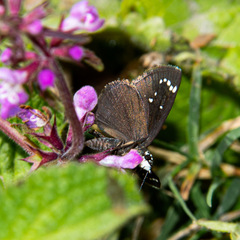 Pholisora catullus