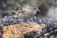 Cinclodes taczanowskii