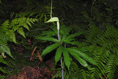 Arisaema heterophyllum