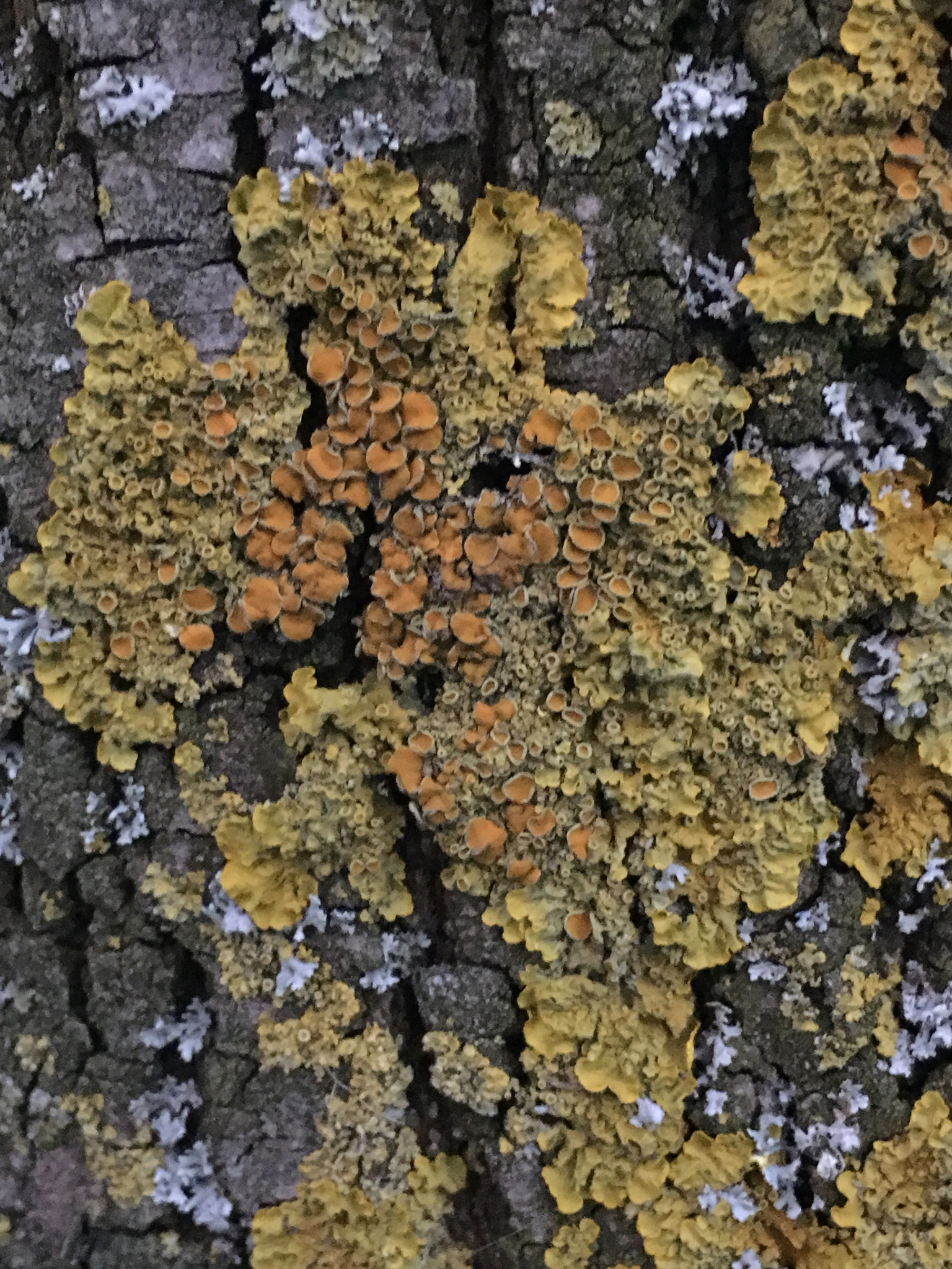 Xanthoria parietina var. parietina image