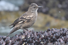 Cinclodes taczanowskii