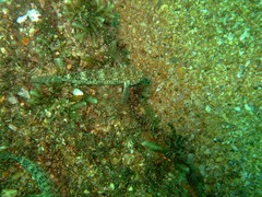 Istigobius decoratus