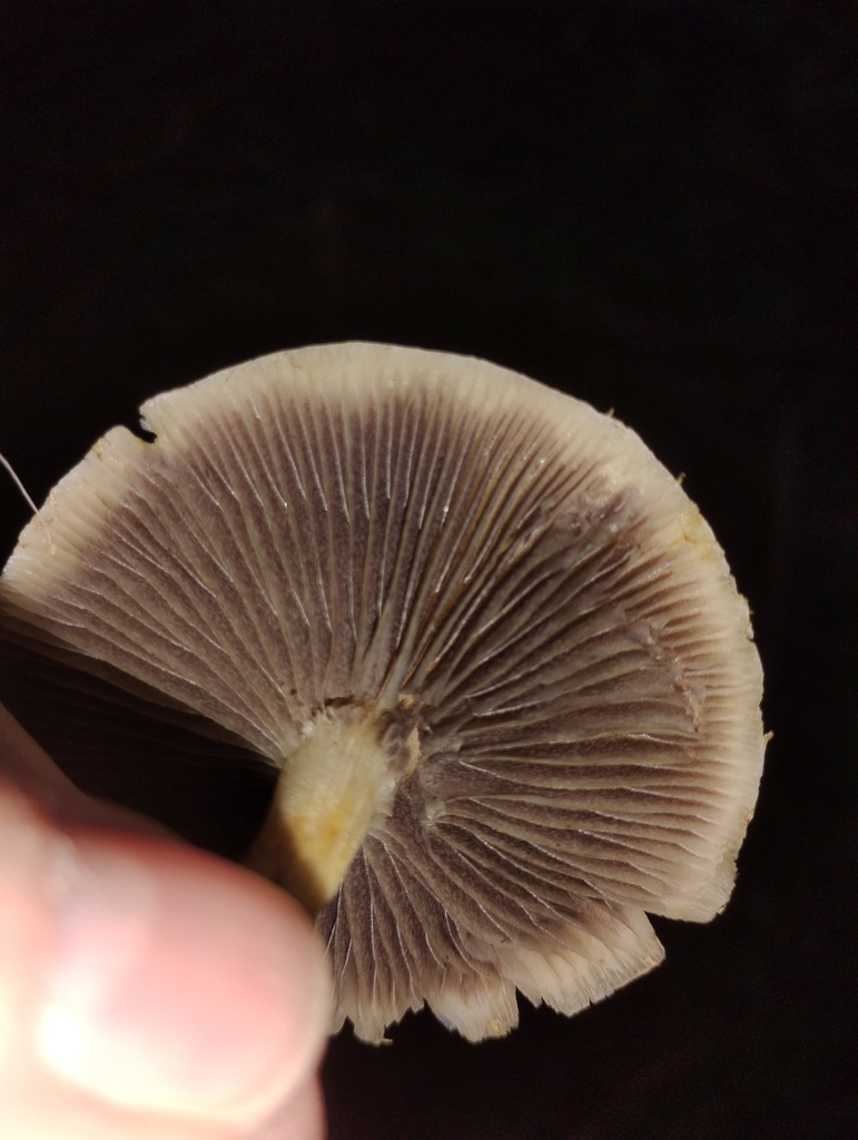 Leratiomyces percevalii · February 2026 · photo: © pholroyd (iNaturalist, cc0)