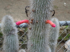 Cleistocactus strausii