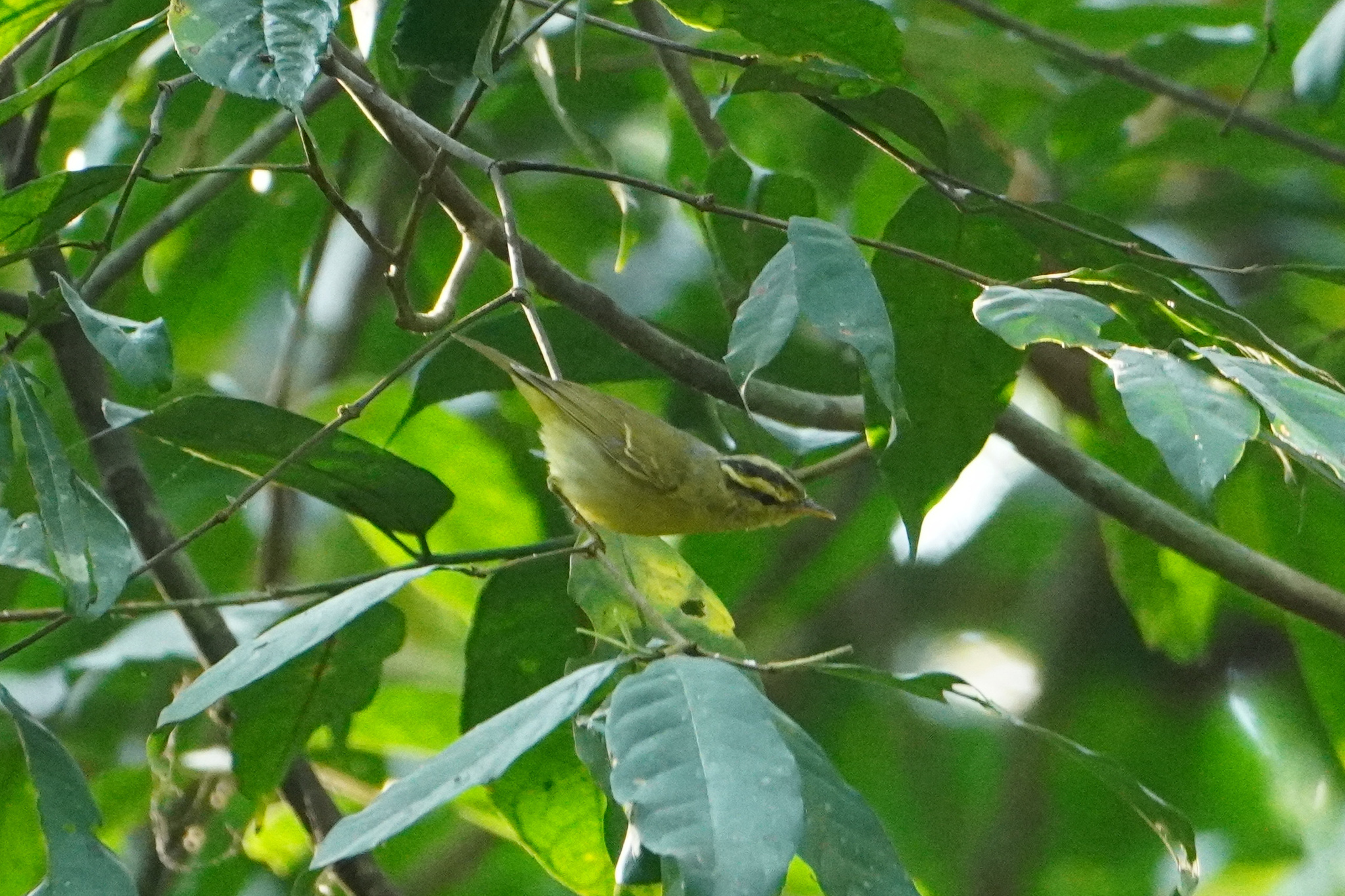 Sulphur-breasted Warbler (Phylloscopus ricketti), photo 2
