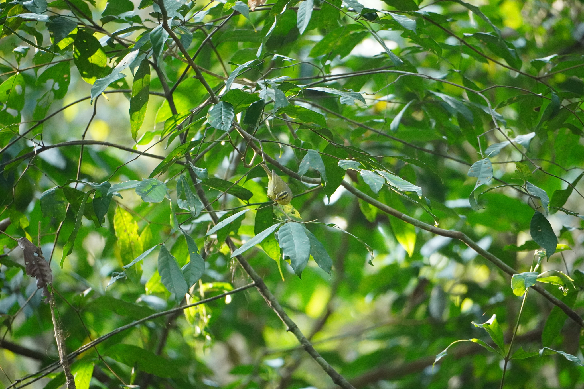 Sulphur-breasted Warbler (Phylloscopus ricketti), photo 3