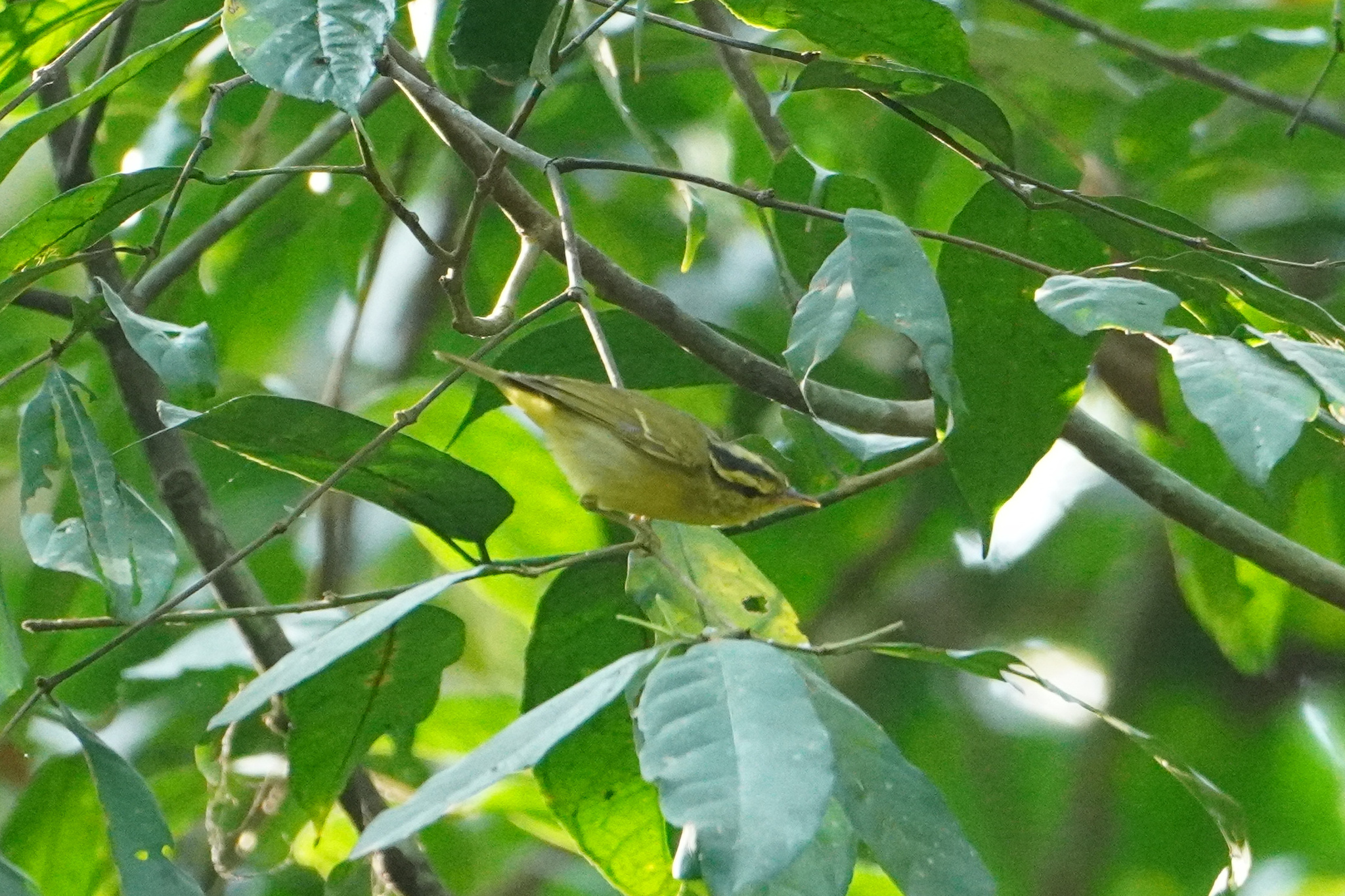 Sulphur-breasted Warbler (Phylloscopus ricketti), photo 1