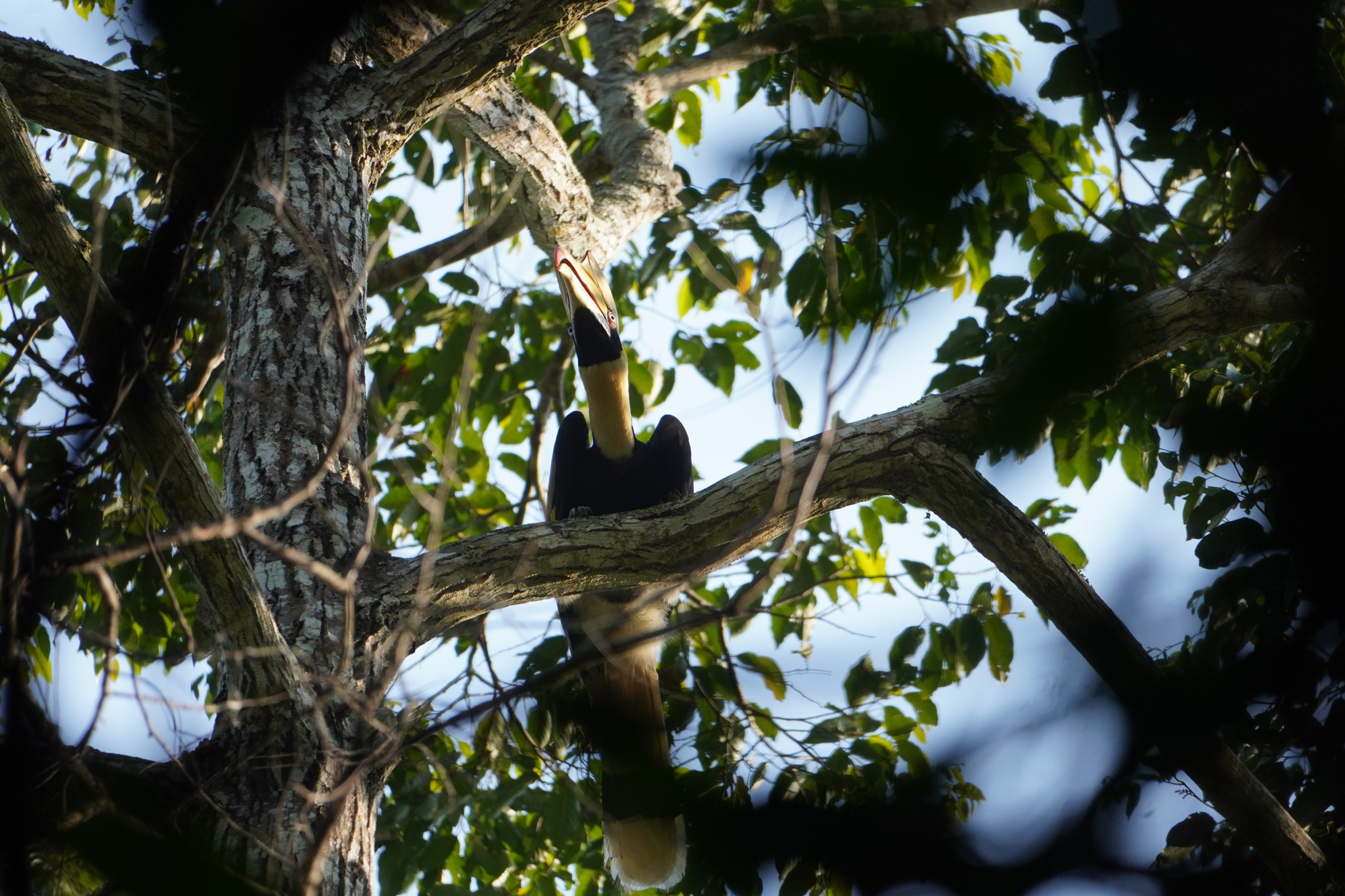 Great Hornbill (Buceros bicornis), photo 5