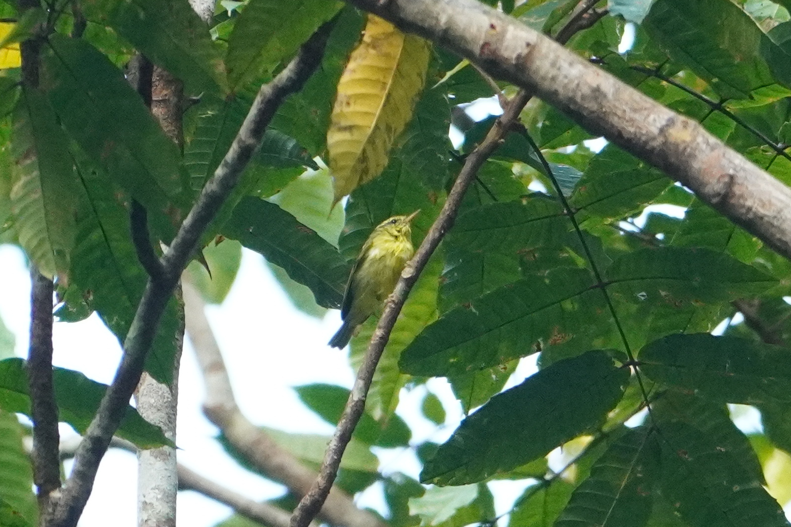 Sulphur-breasted Warbler (Phylloscopus ricketti), photo 4