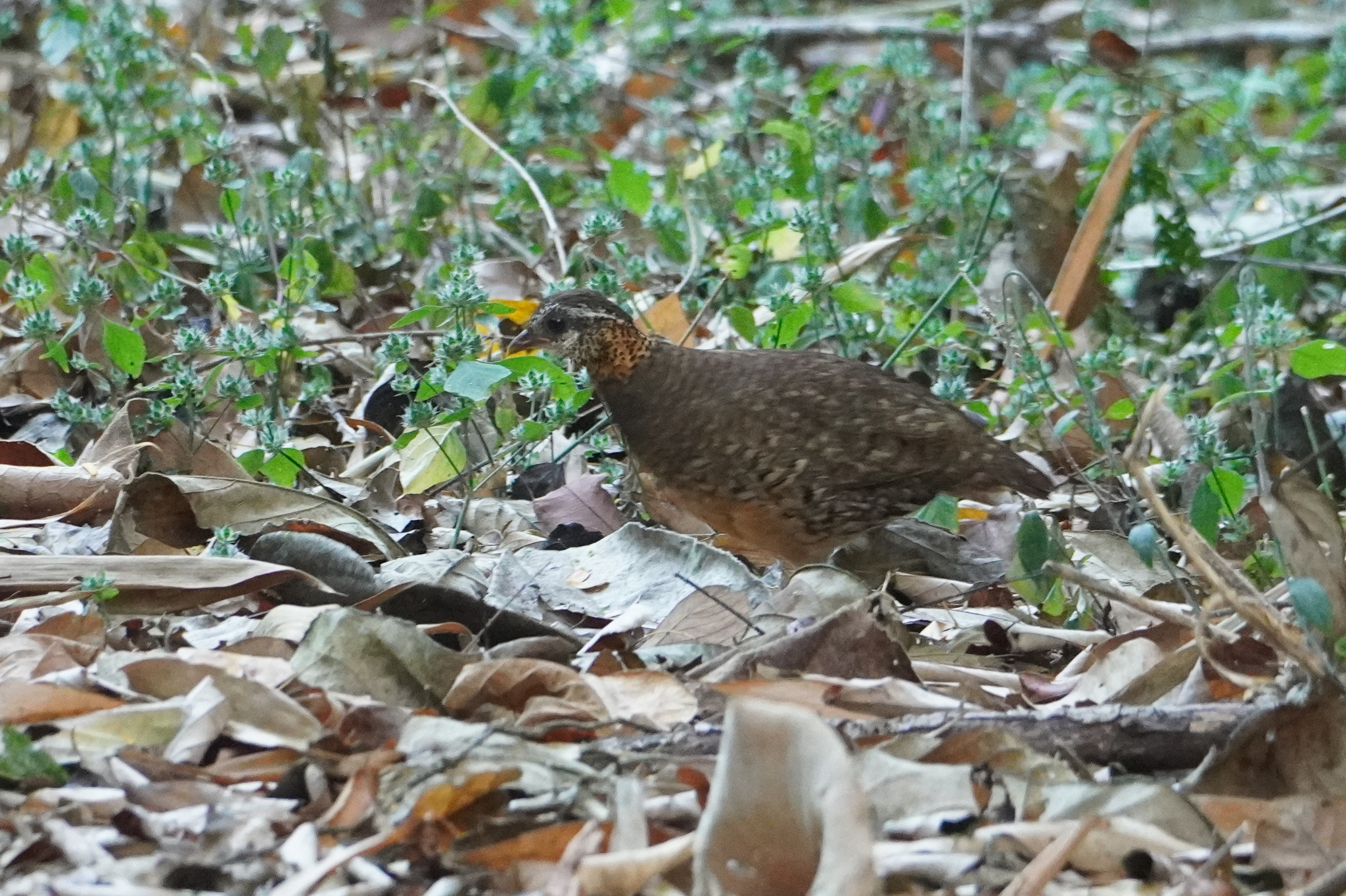 Green-legged Partridge (Tropicoperdix chloropus), photo 4
