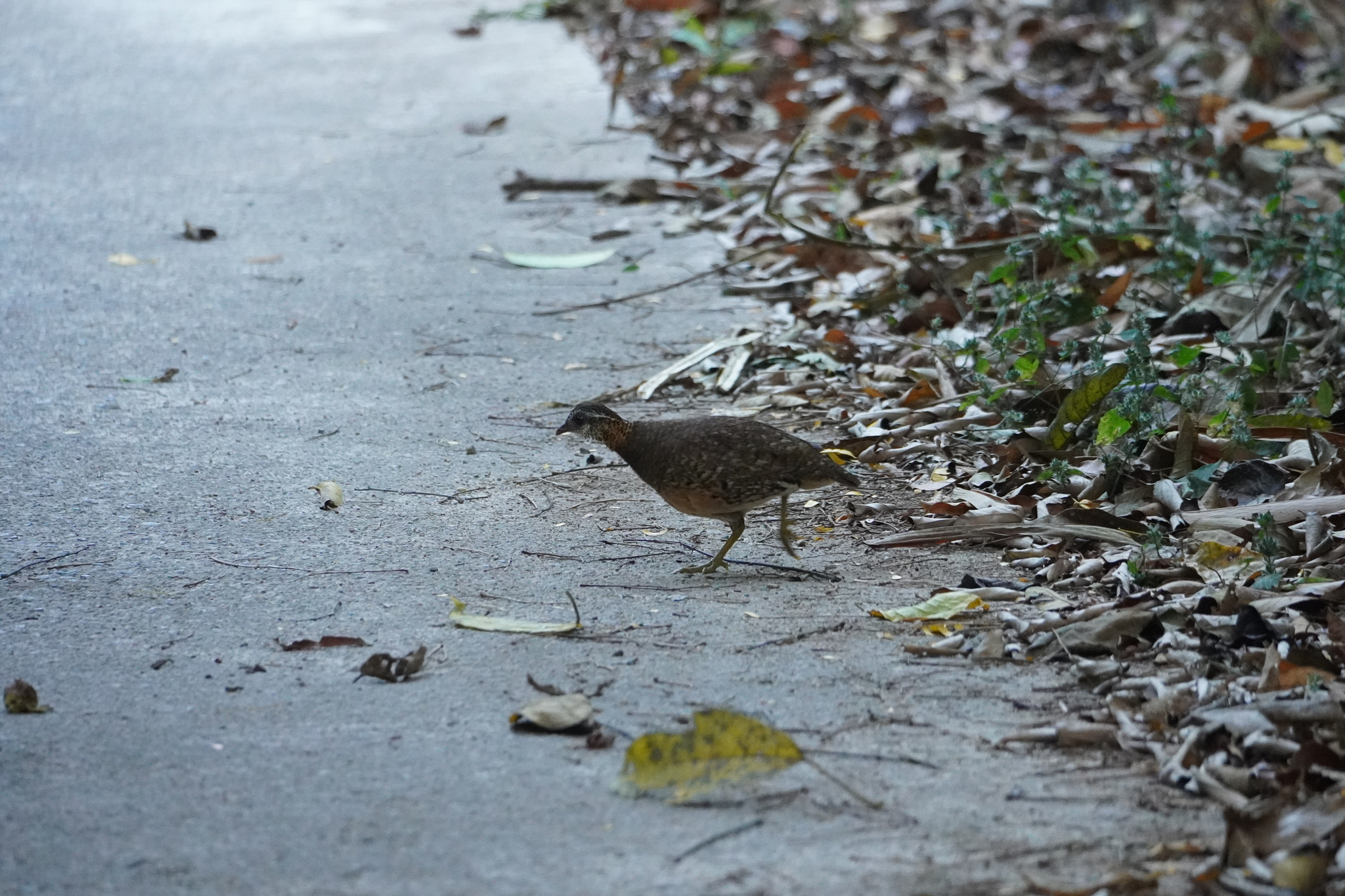 Green-legged Partridge (Tropicoperdix chloropus), photo 7