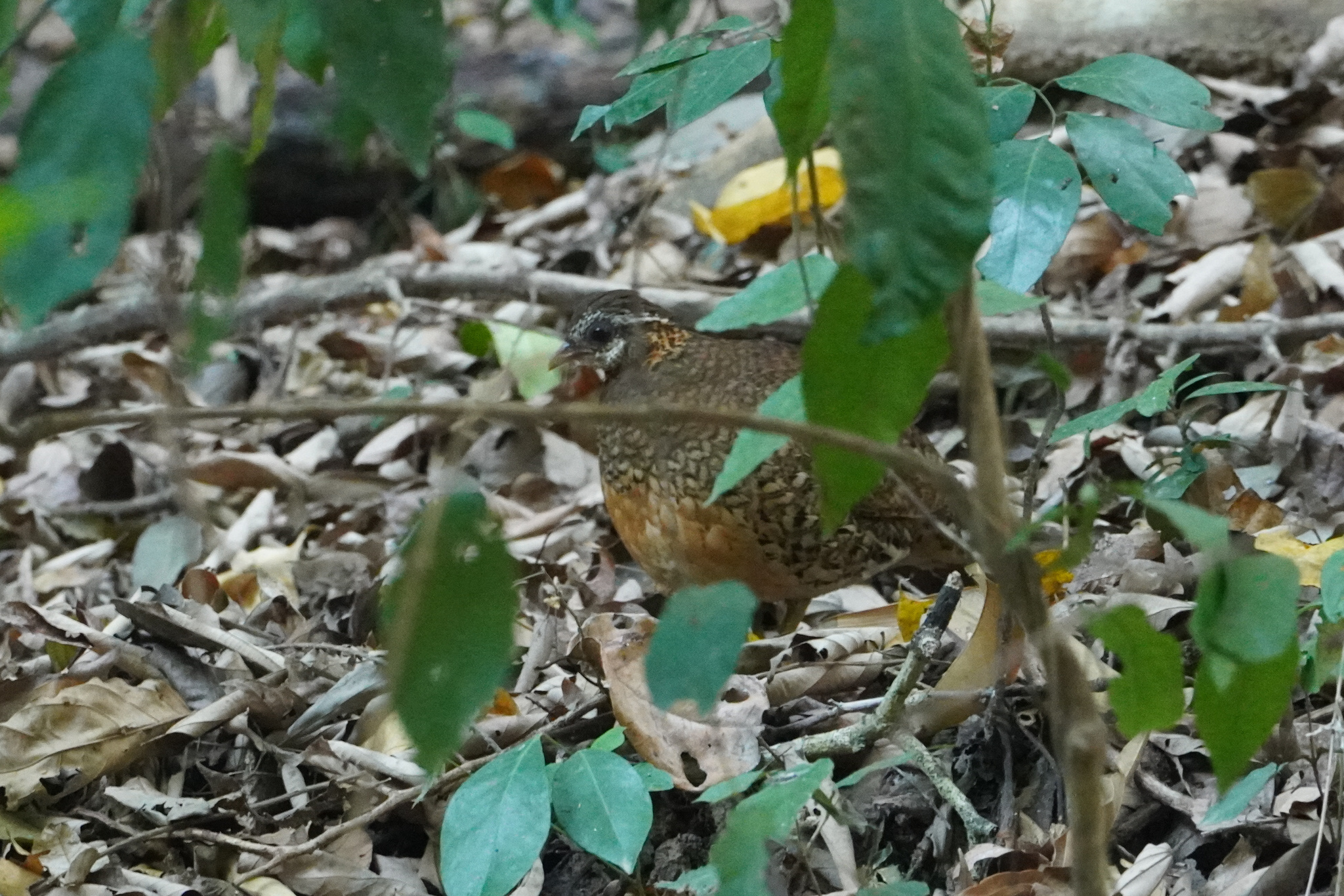 Green-legged Partridge (Tropicoperdix chloropus), photo 5