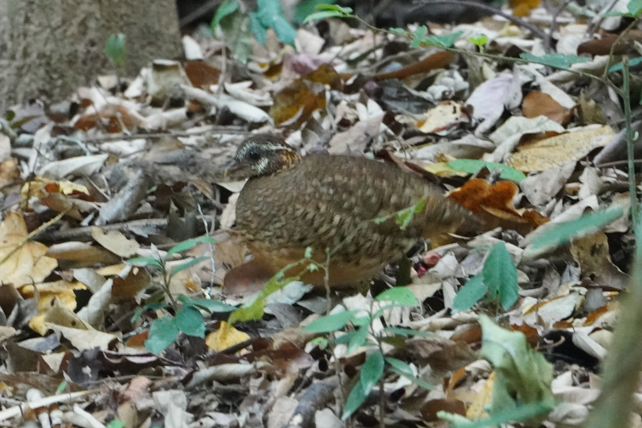 Green-legged Partridge (Tropicoperdix chloropus), photo 6