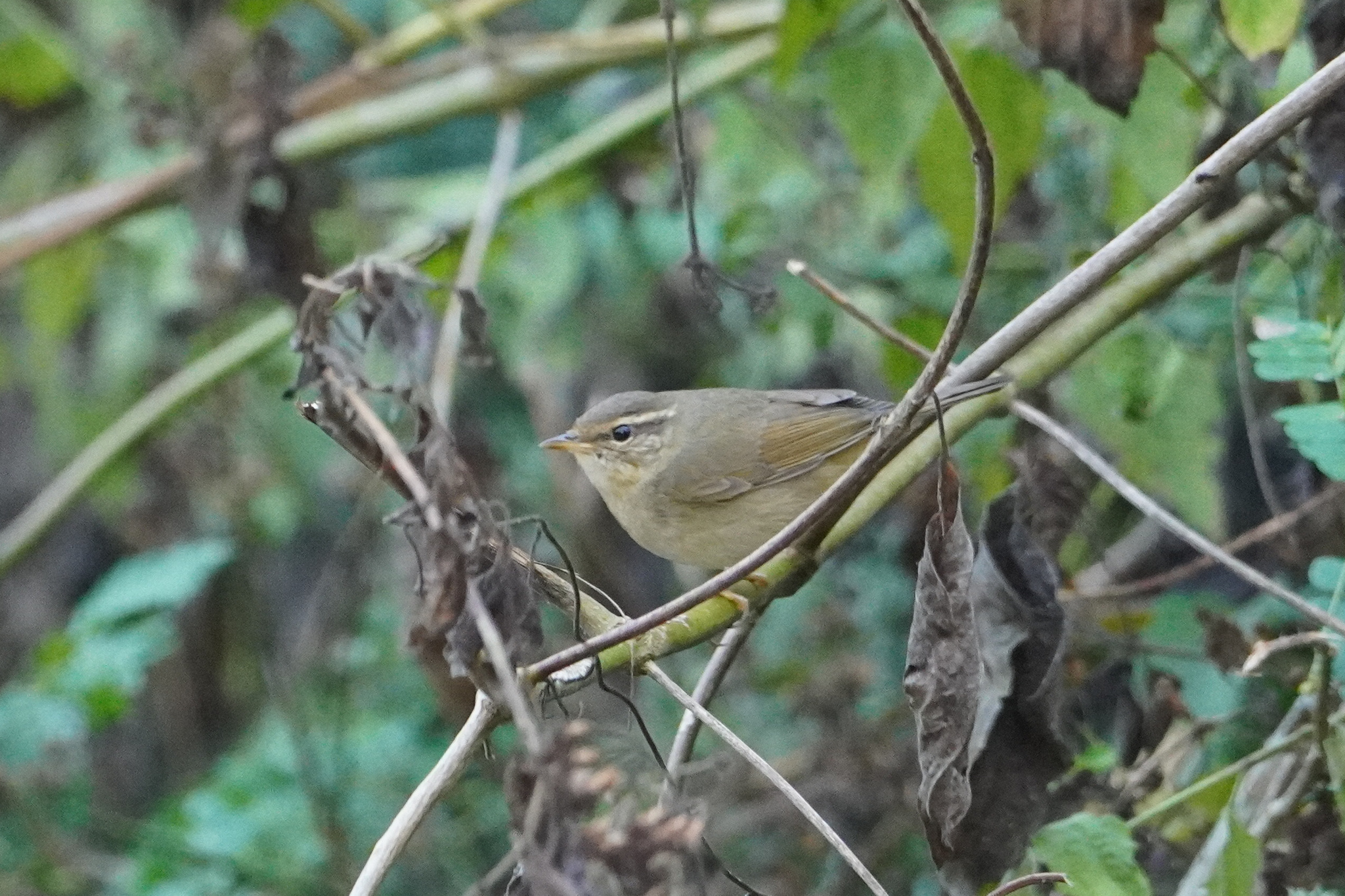 Radde's Warbler (Phylloscopus schwarzi), photo 10