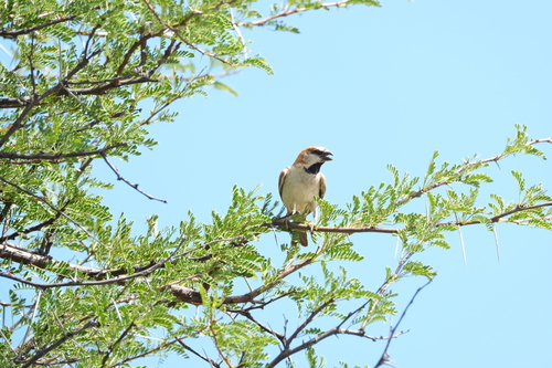 Great Sparrow (Passer motitensis), photo 8