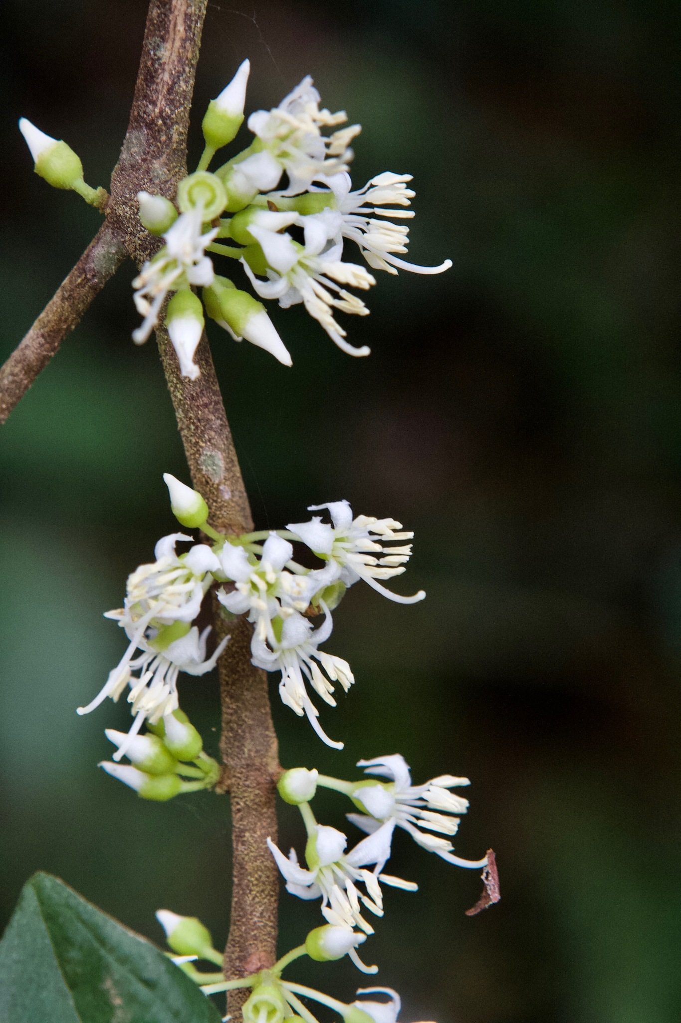 Henriettea fascicularis