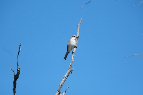 Marico Flycatcher (Bradornis mariquensis), photo 2