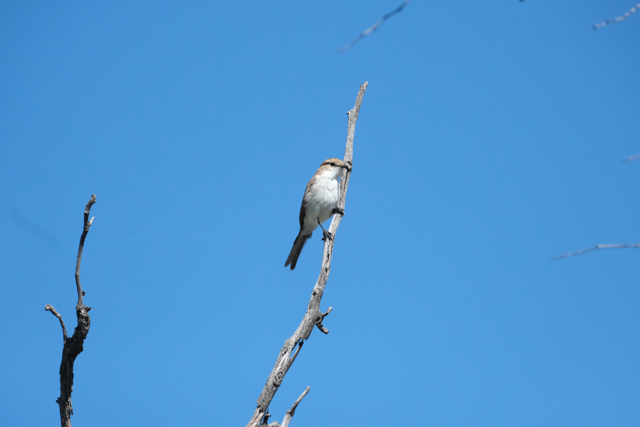 Marico Flycatcher (Bradornis mariquensis), photo 2