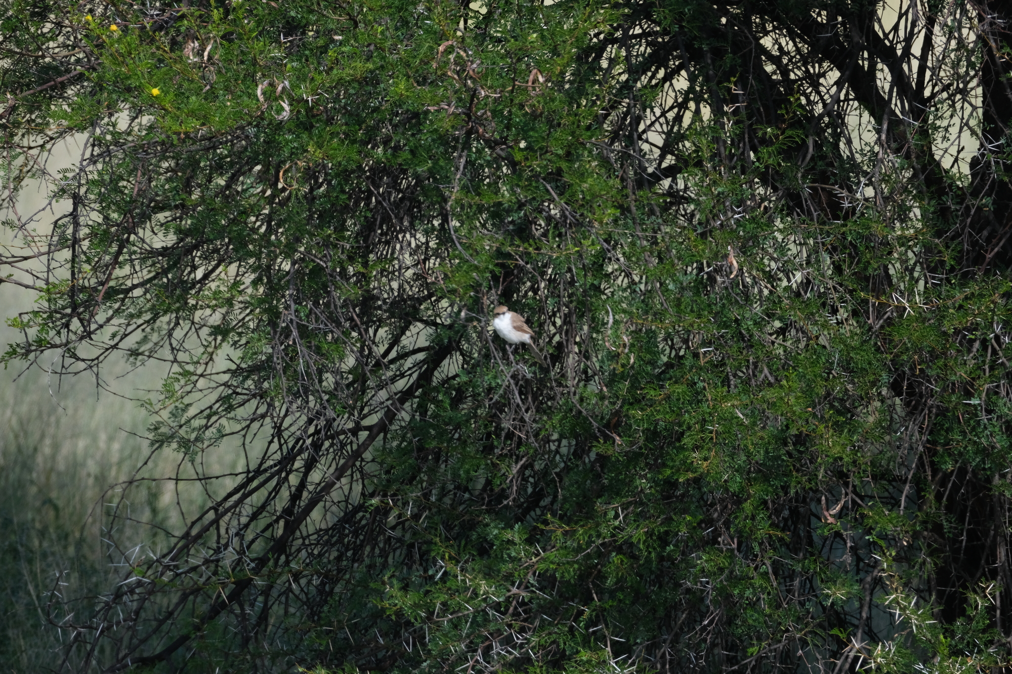 Marico Flycatcher (Bradornis mariquensis), photo 3