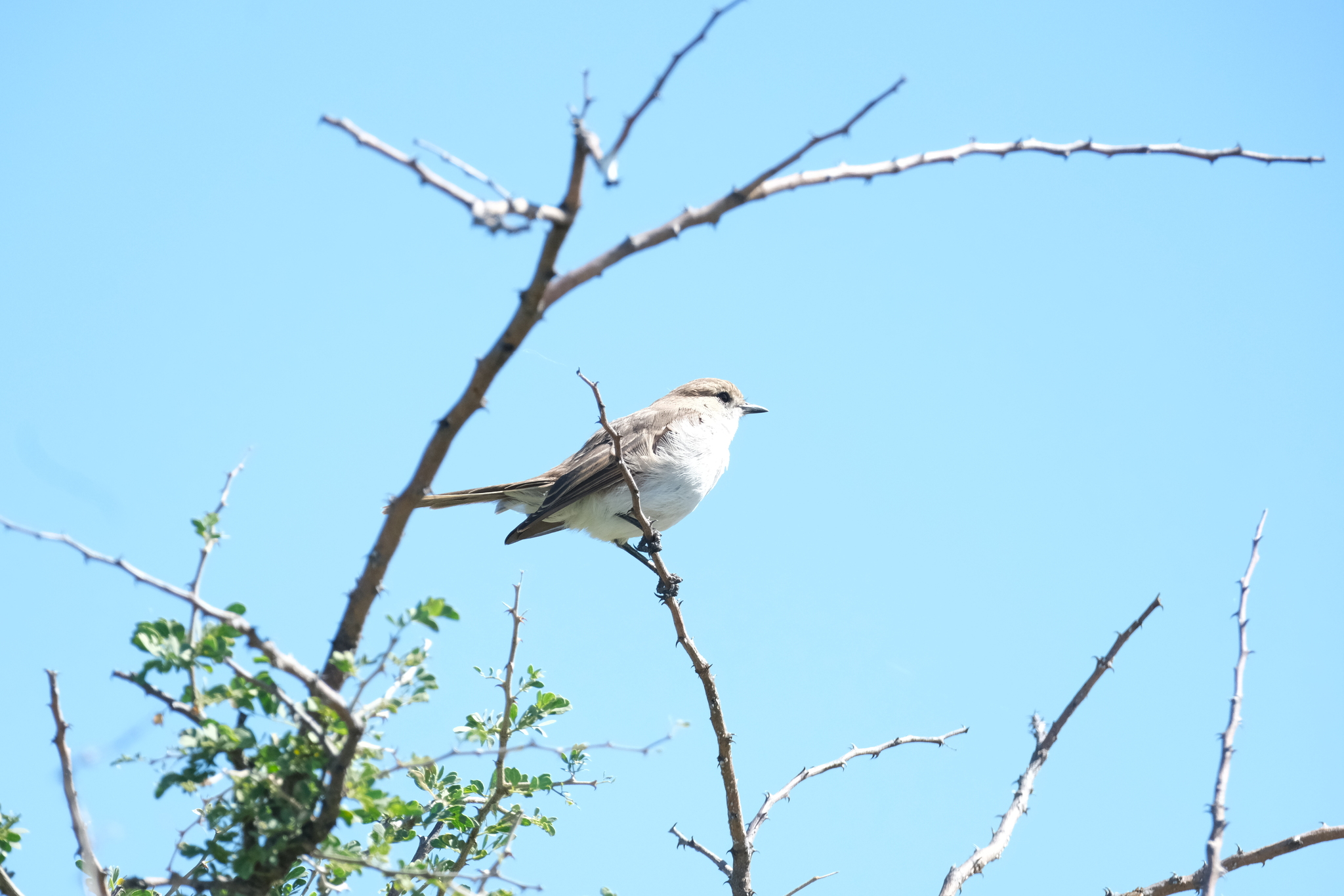 Marico Flycatcher (Bradornis mariquensis), photo 9