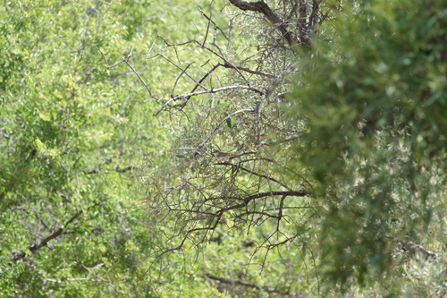 Marico Flycatcher (Bradornis mariquensis), photo 6