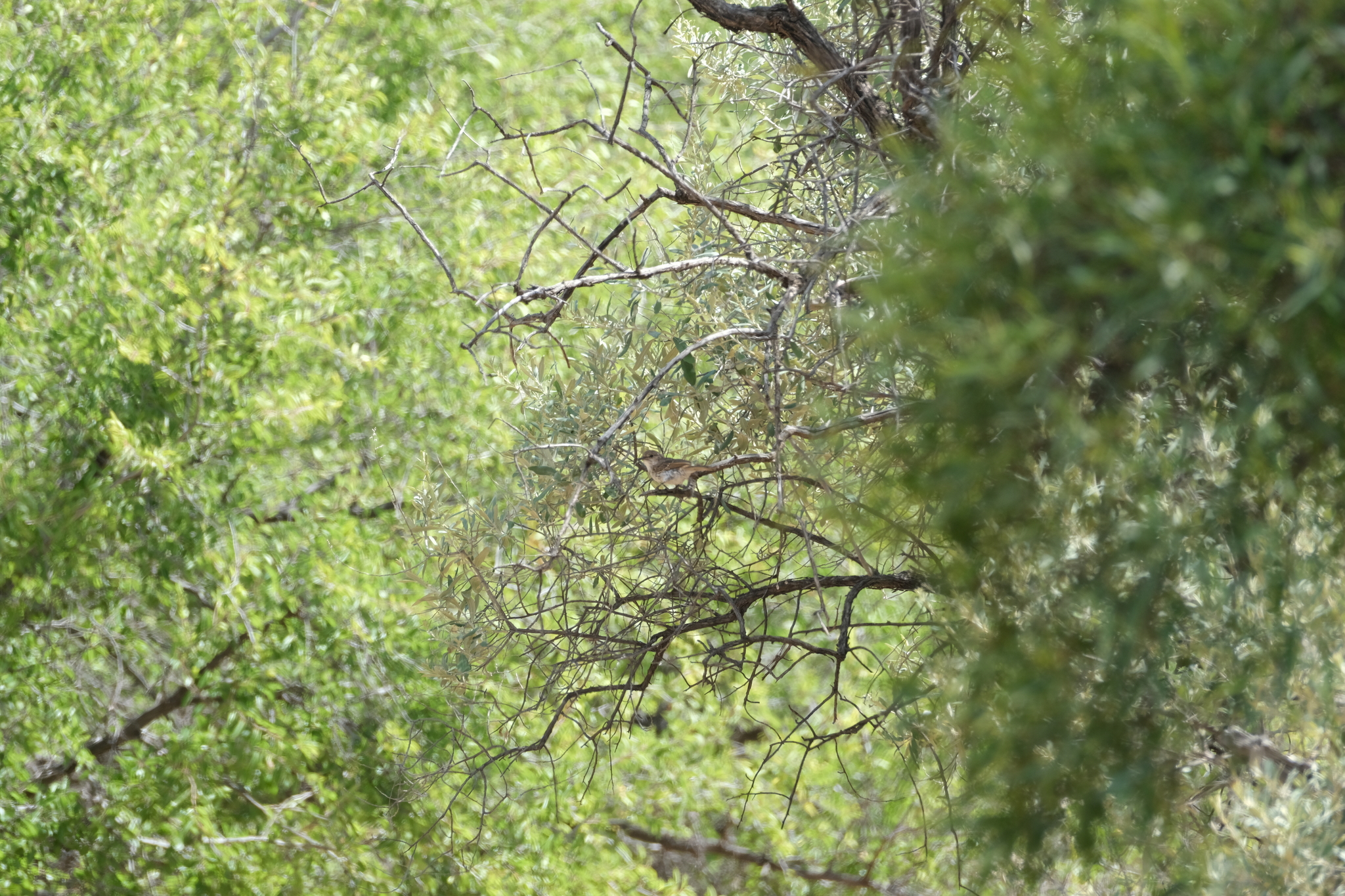 Marico Flycatcher (Bradornis mariquensis), photo 4