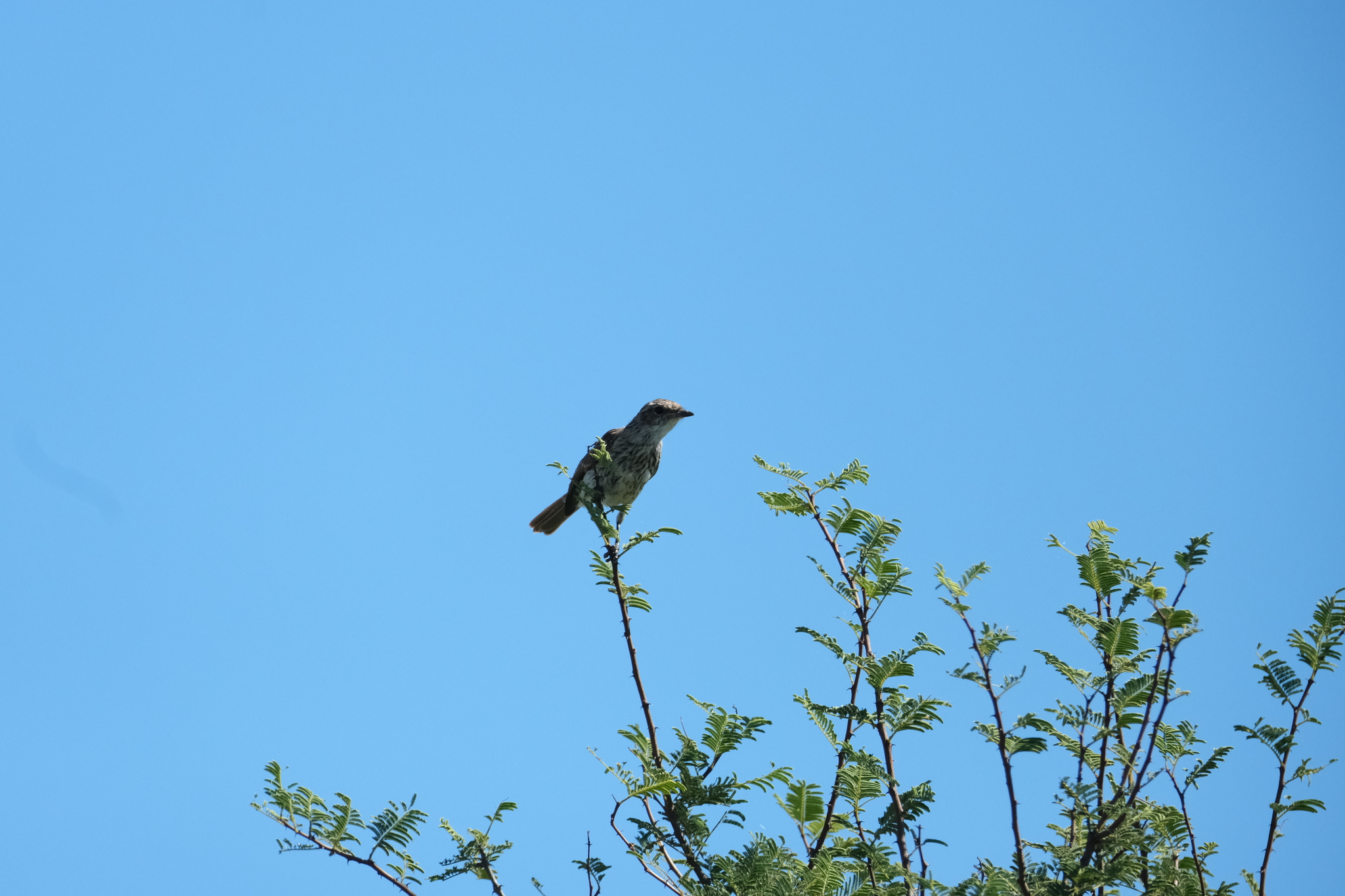 Marico Flycatcher (Bradornis mariquensis), photo 5
