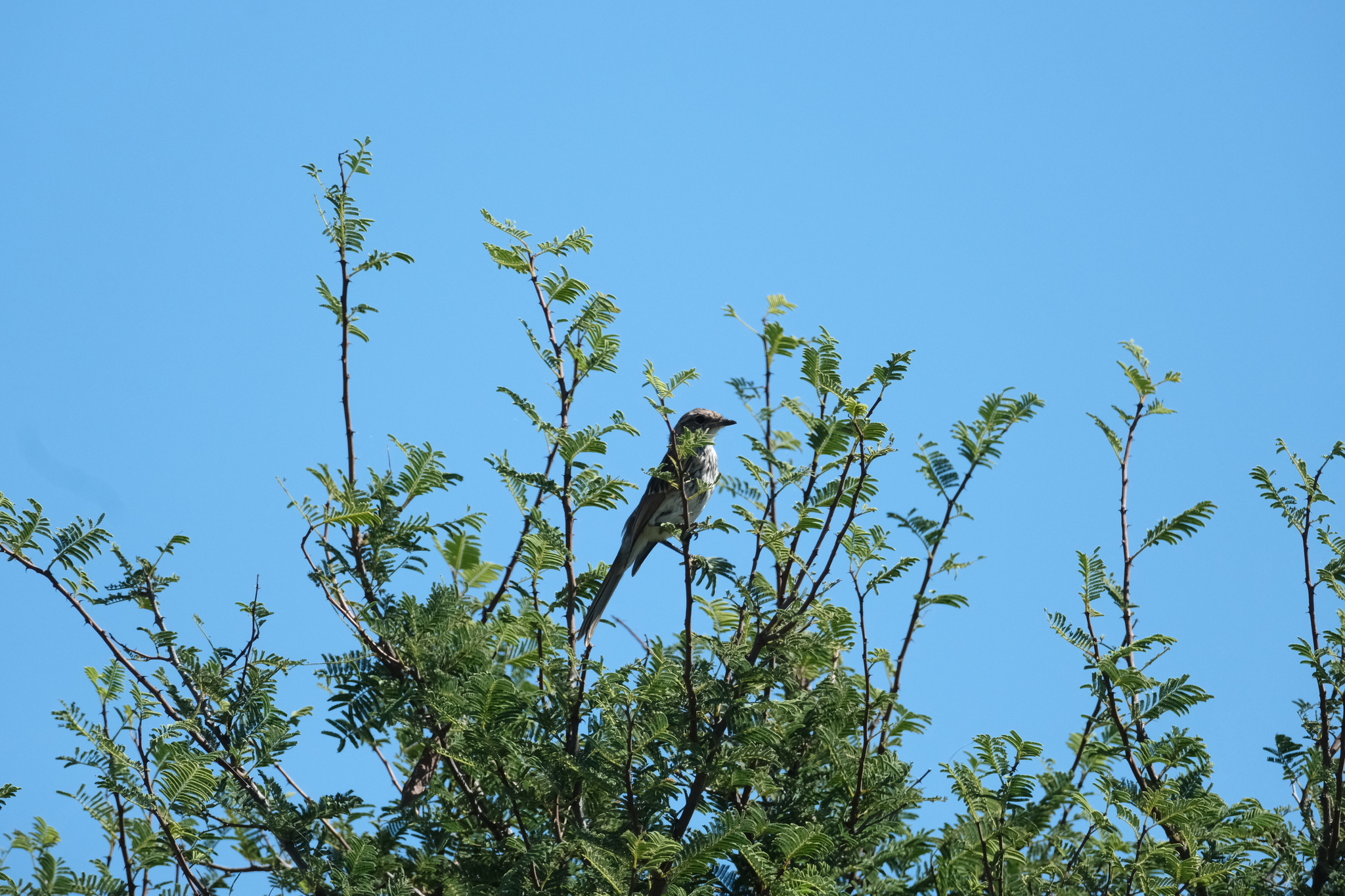 Marico Flycatcher (Bradornis mariquensis), photo 6