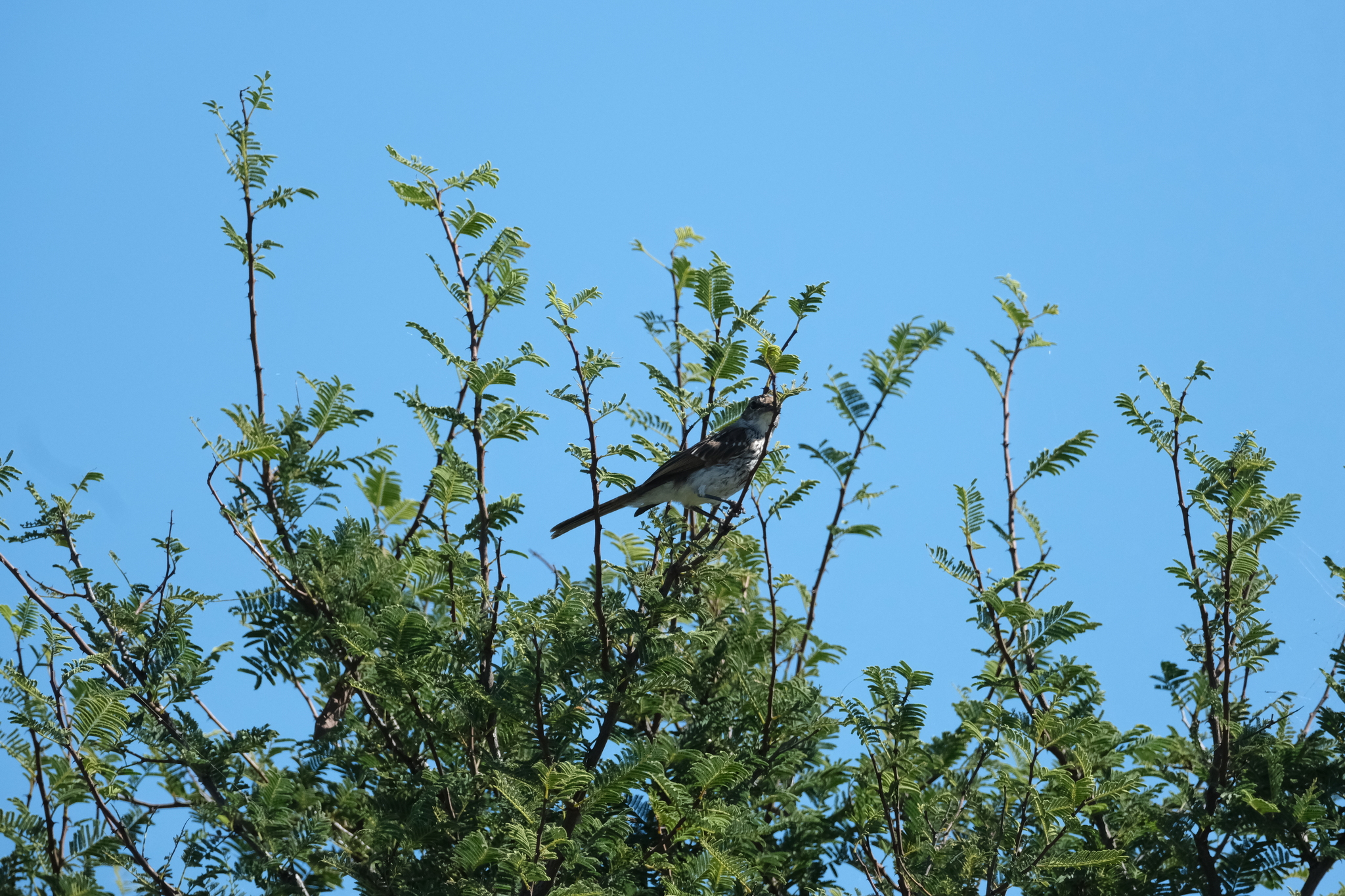 Marico Flycatcher (Bradornis mariquensis), photo 7