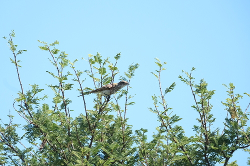 Marico Flycatcher (Bradornis mariquensis), photo 10