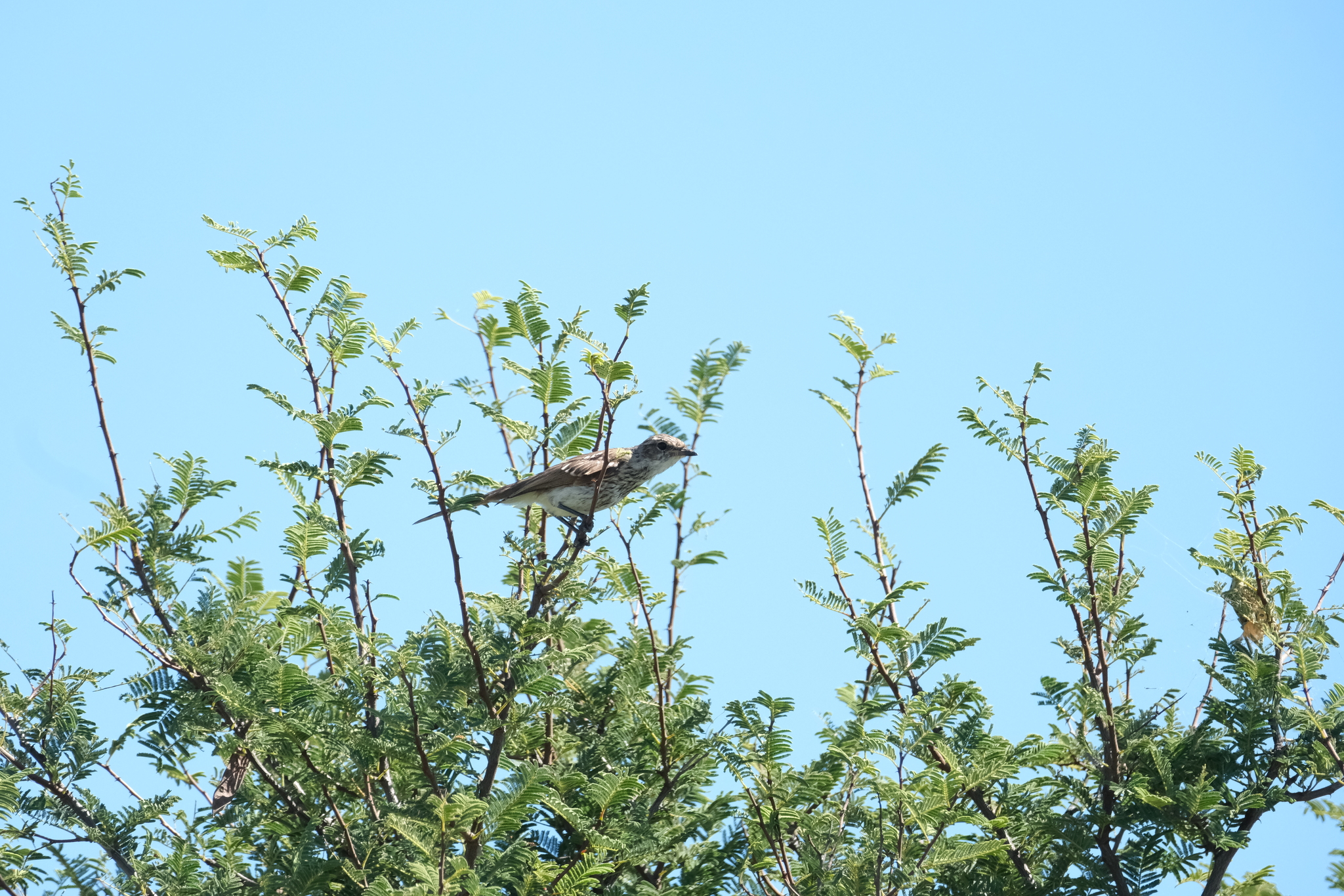 Marico Flycatcher (Bradornis mariquensis), photo 8