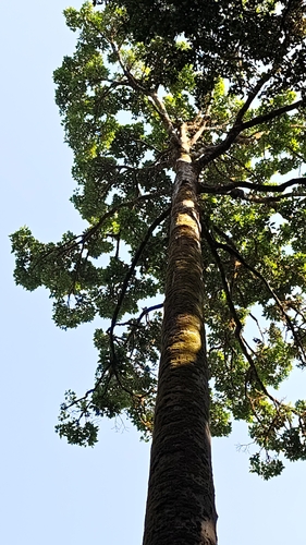 black dhup (Canarium strictum)