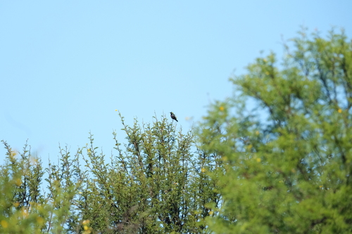 Marico Sunbird (Cinnyris mariquensis)