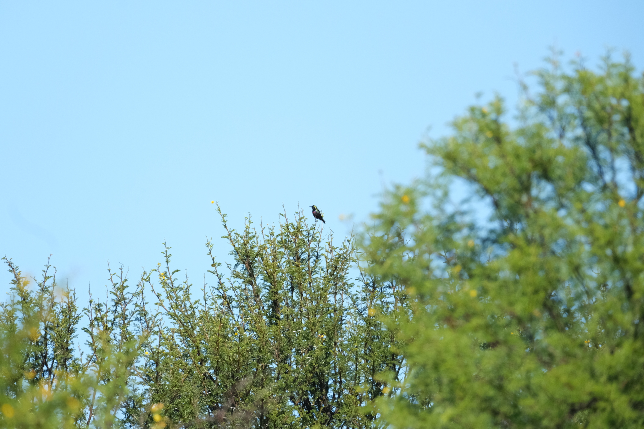 Marico Sunbird (Cinnyris mariquensis), photo 1