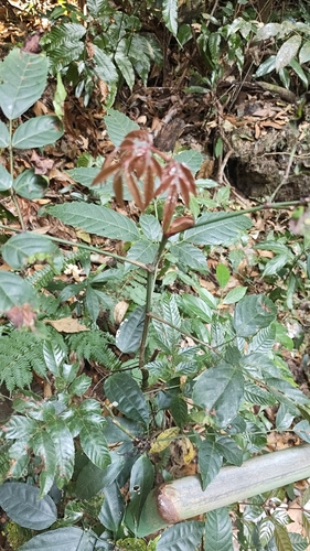 Bandicoot Berry (Leea indica)