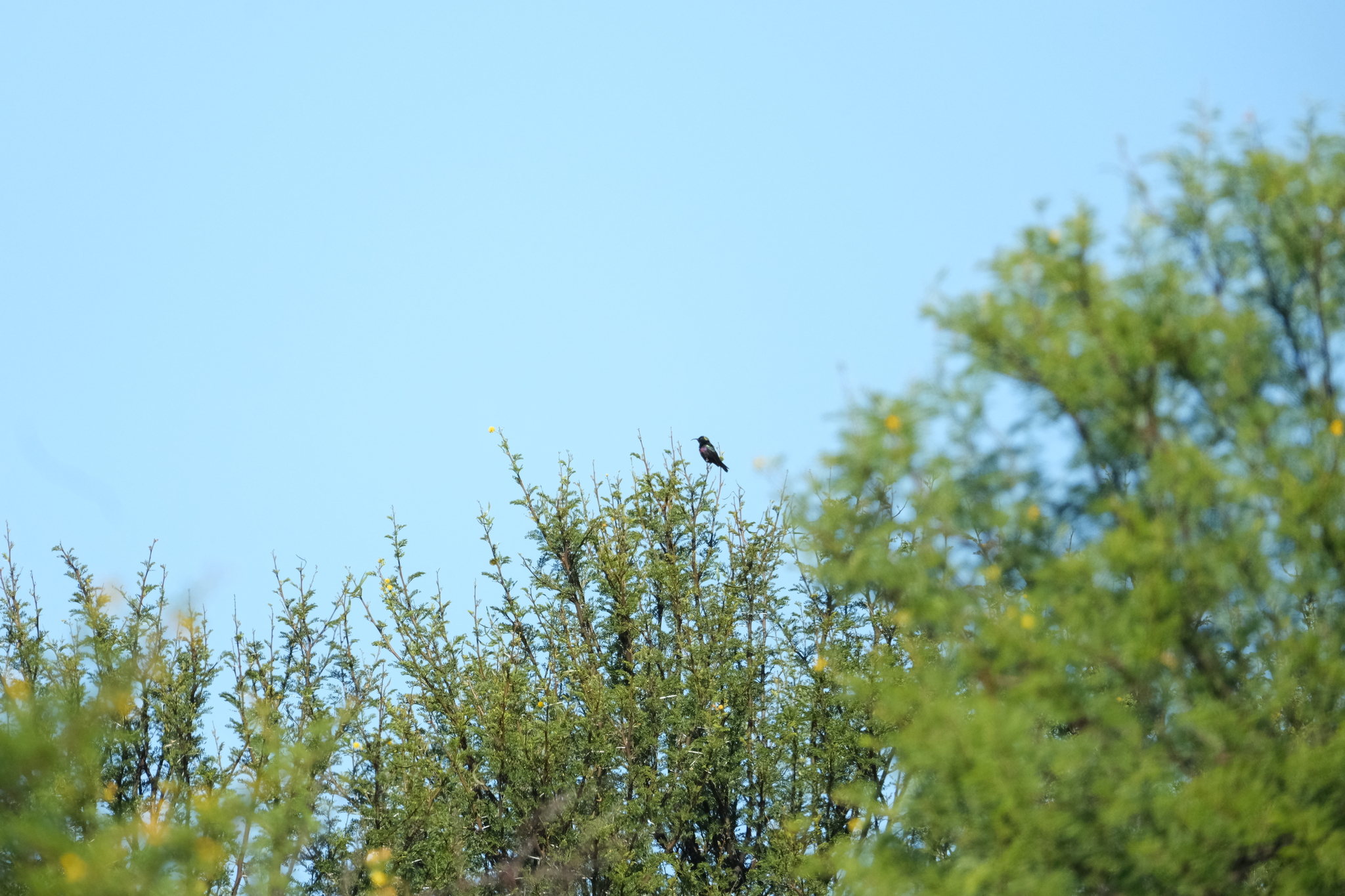 Marico Sunbird (Cinnyris mariquensis), photo 8