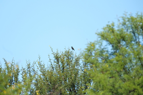 Marico Sunbird (Cinnyris mariquensis), photo 2