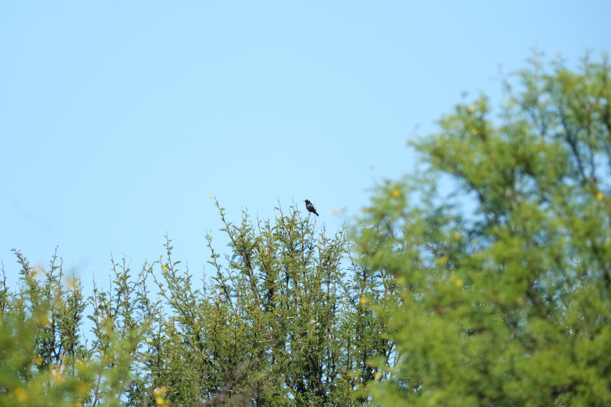 Marico Sunbird (Cinnyris mariquensis), photo 2