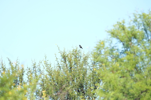 Marico Sunbird (Cinnyris mariquensis), photo 9