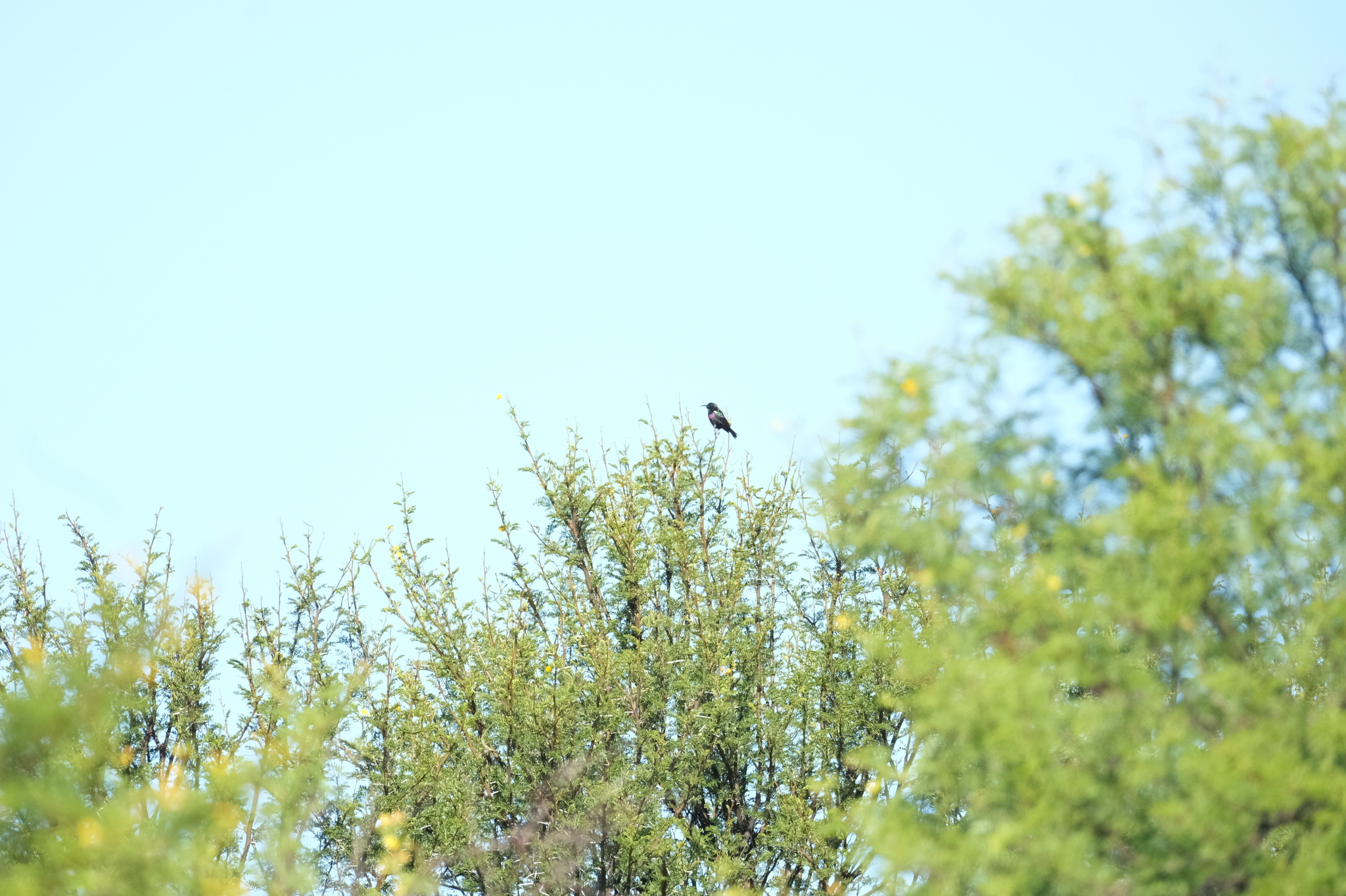 Marico Sunbird (Cinnyris mariquensis), photo 9