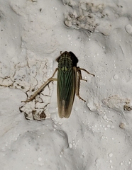 Syncharina punctatissima