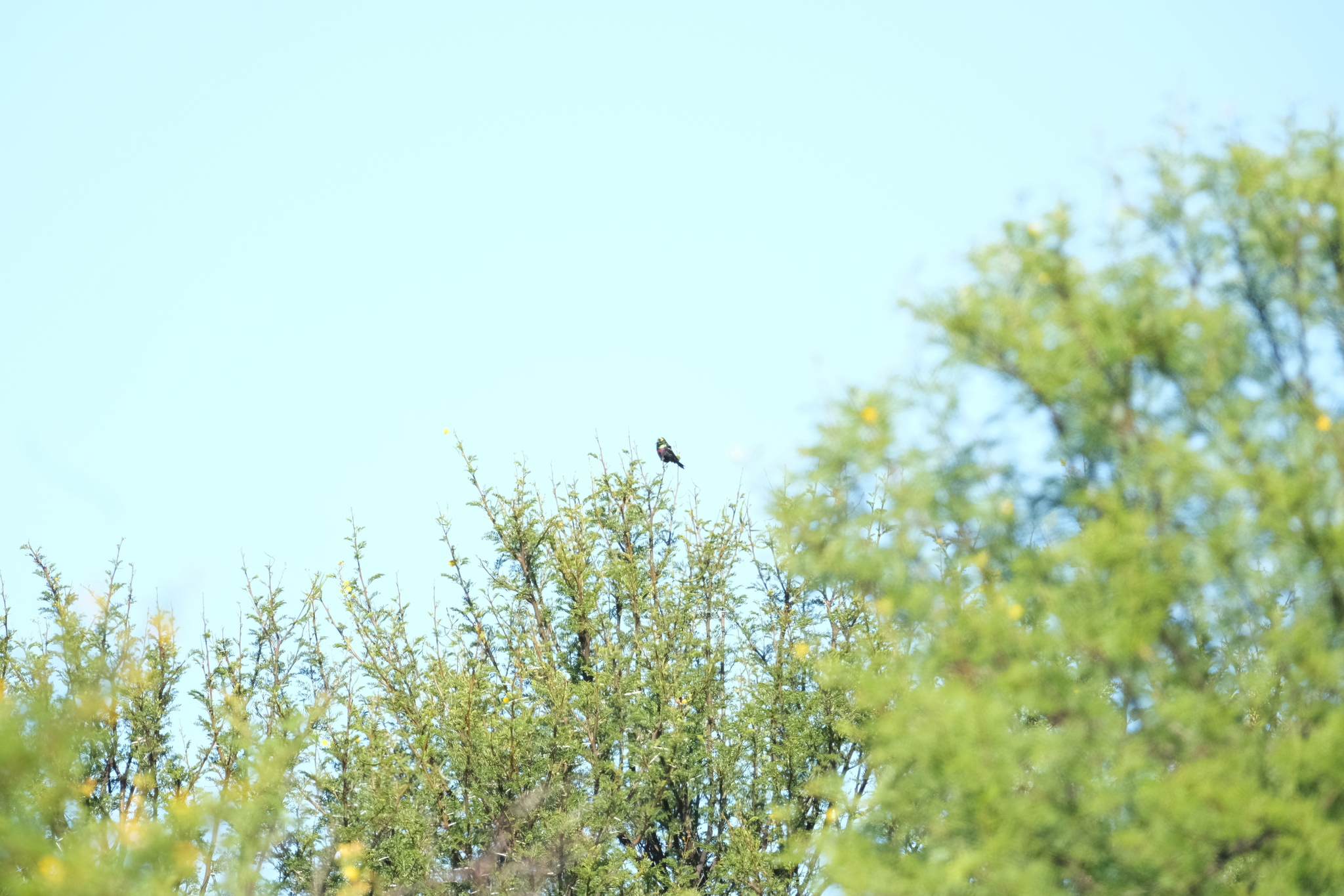 Marico Sunbird (Cinnyris mariquensis), photo 10
