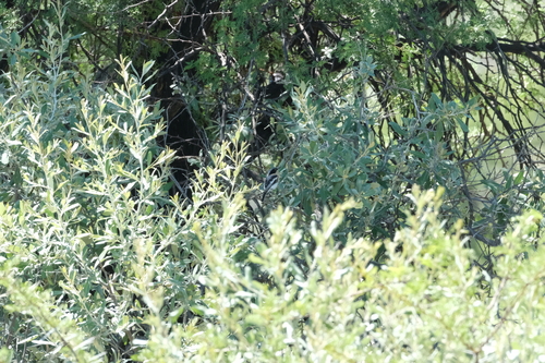 Pririt Batis (Batis pririt), photo 2