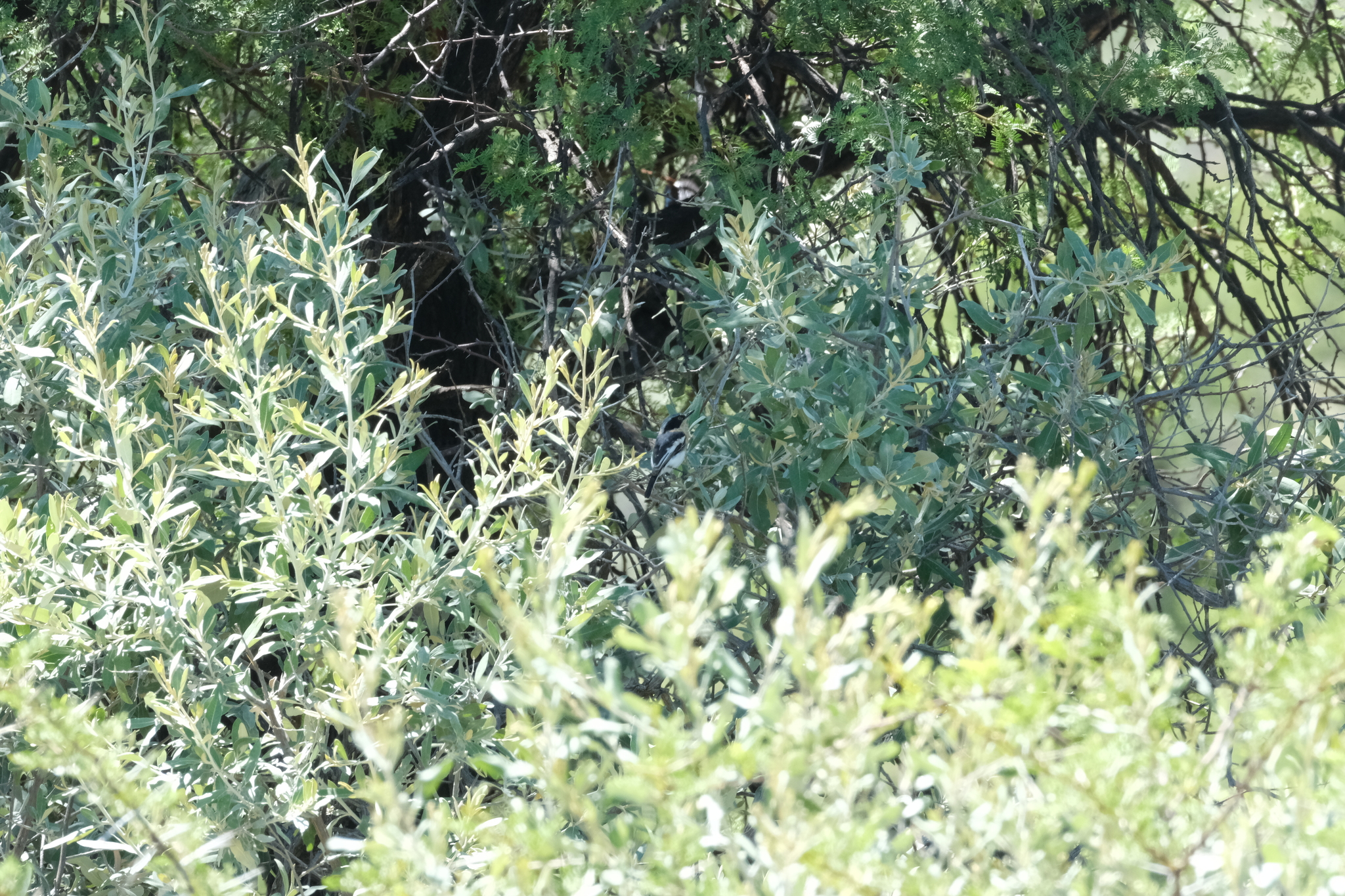 Pririt Batis (Batis pririt), photo 2