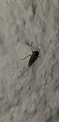 Syncharina punctatissima