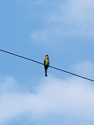Chestnut-headed Bee-eater