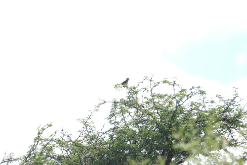 Rattling Cisticola (Cisticola chiniana), photo 3