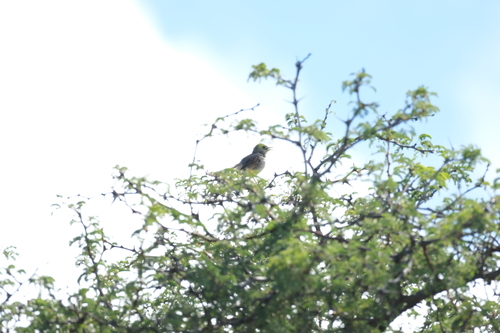 Rattling Cisticola (Cisticola chiniana), photo 7