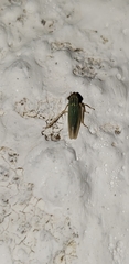 Syncharina punctatissima